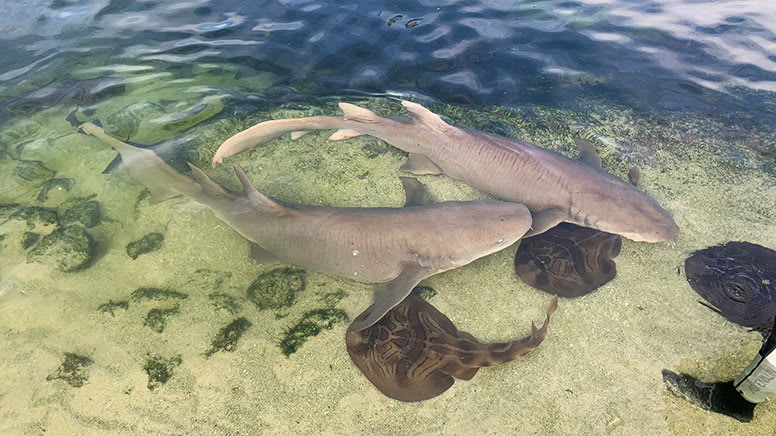 Irukandji with Shark & Ray Encounters