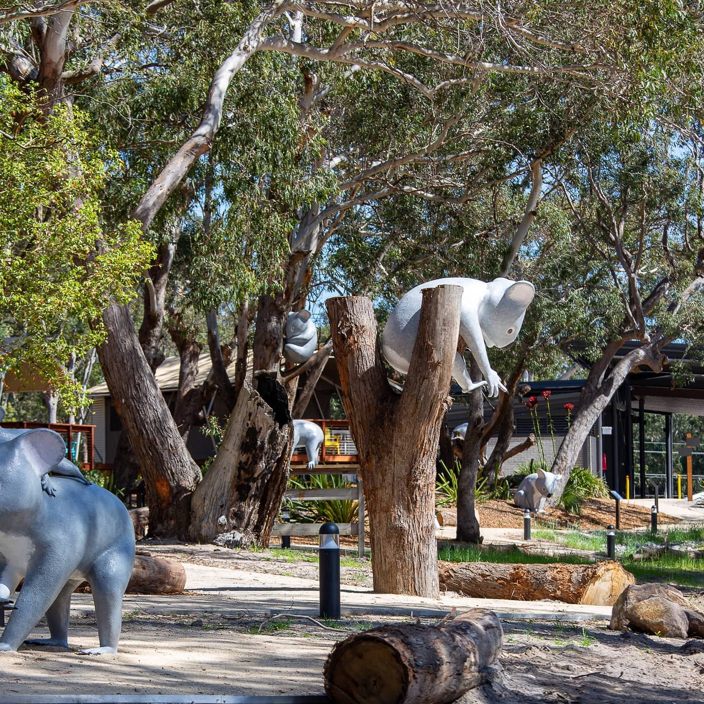 Port Stephens Koala Sanctuary