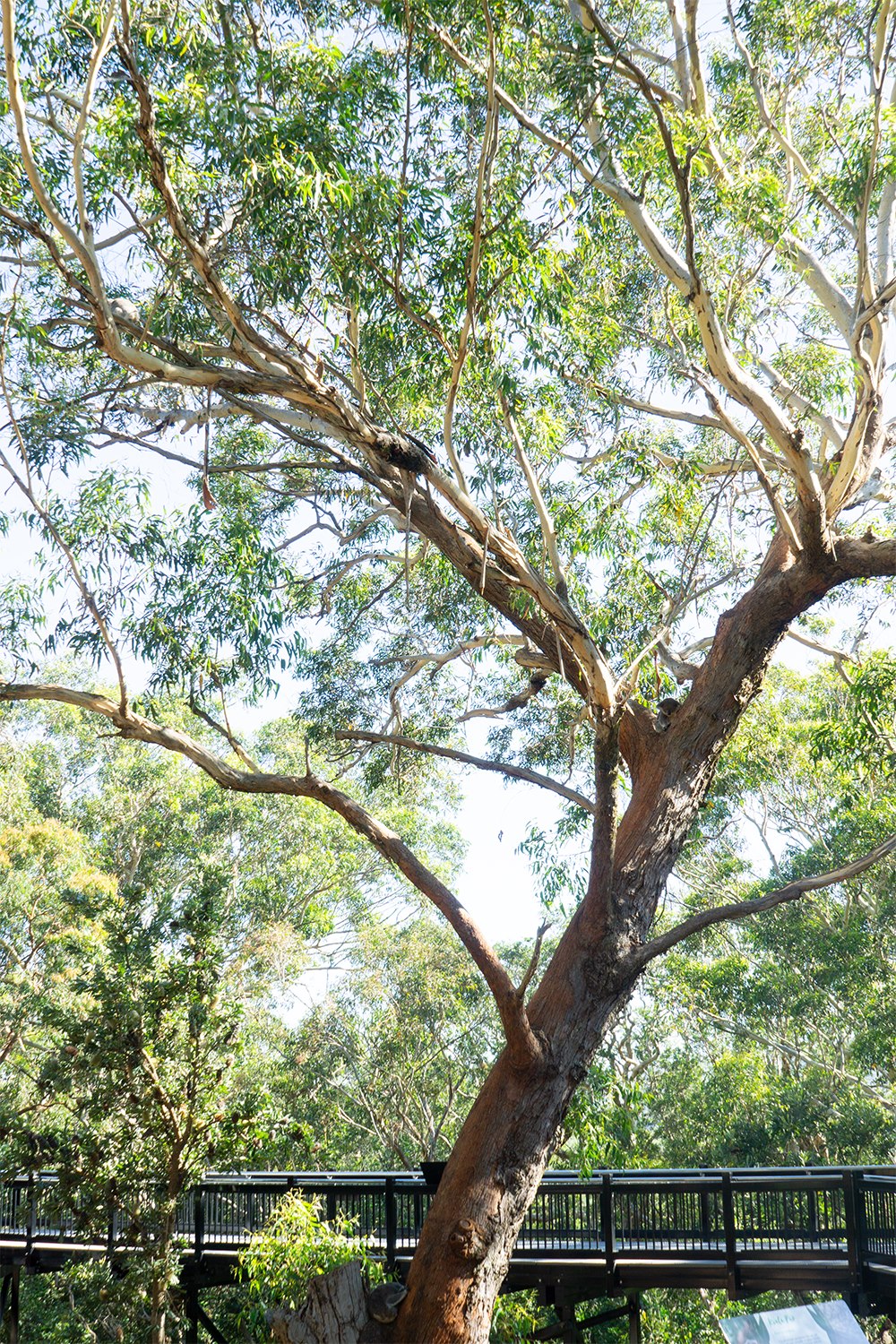 Port Stephens Koala Sanctuary