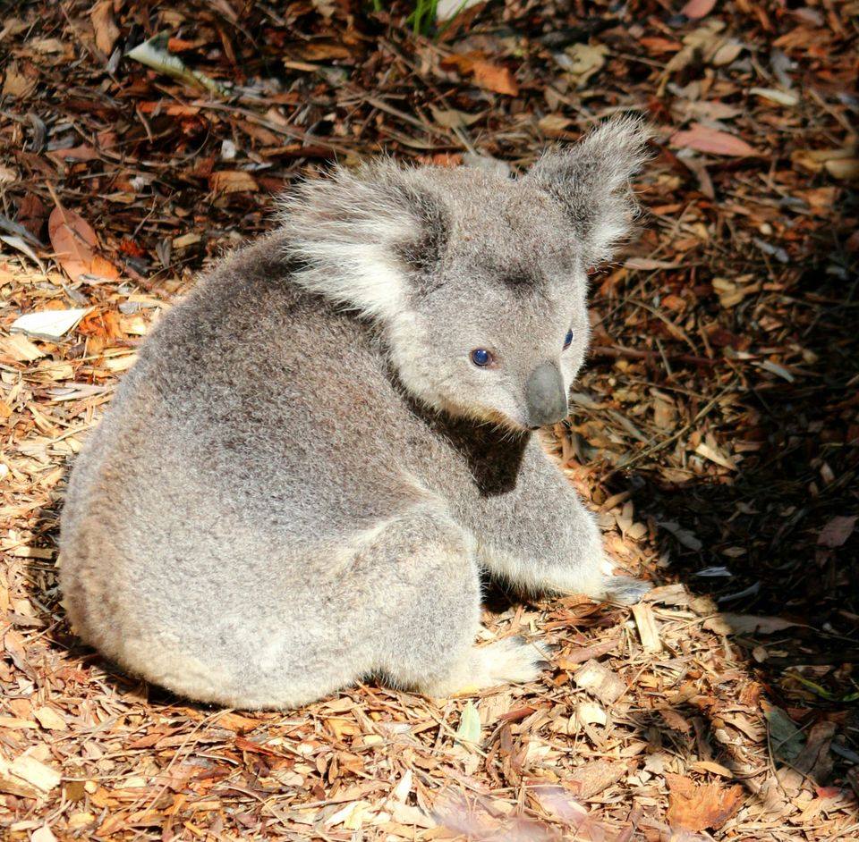 Port Stephens Koala Sanctuary